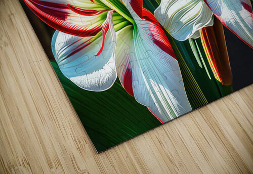 Peppermint Amaryllis Sisters HH Photography of Florida puzzle