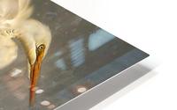 Great Egret Square HD Metal print