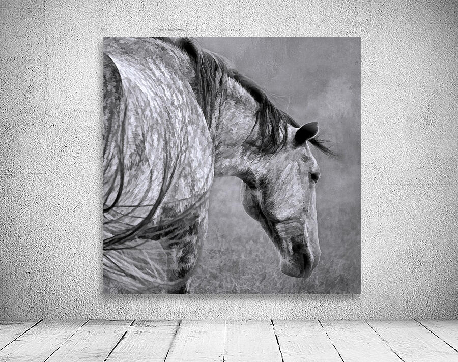 Lipizzan Stallion Square  Wall Preview