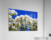 St Kitts  Acrylic Print