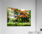 St Kitts Independence Square Acrylic Print