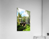 Nevis cactus Acrylic Print