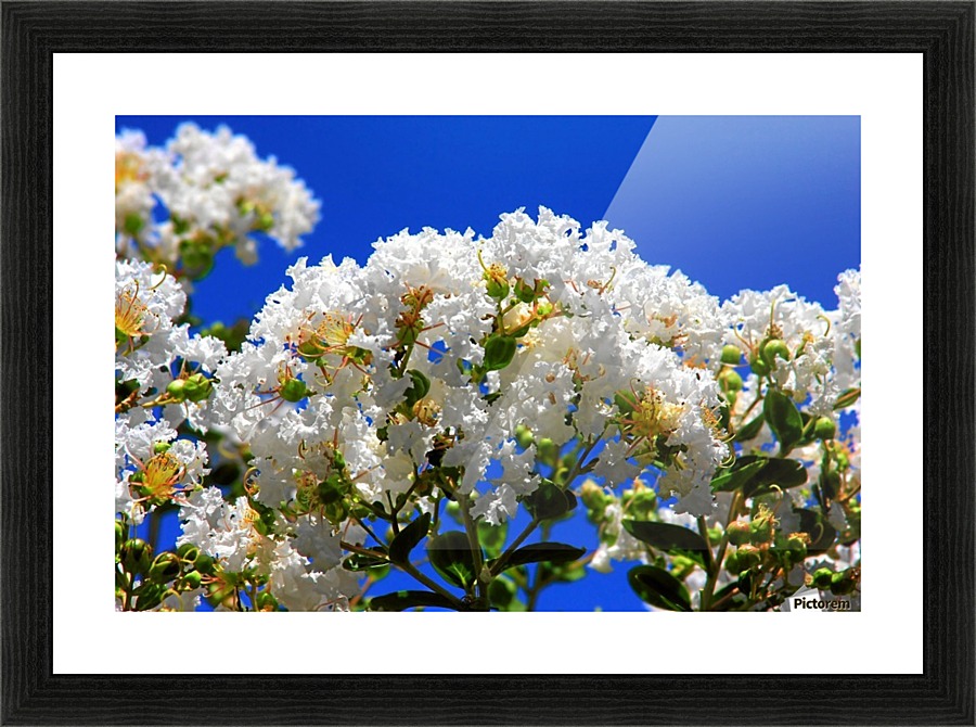 St Kitts  Picture Frame print