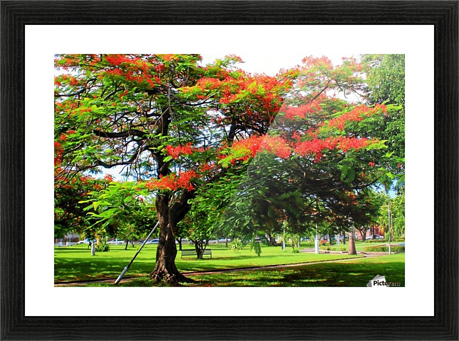 St Kitts Independence Square Picture Frame print