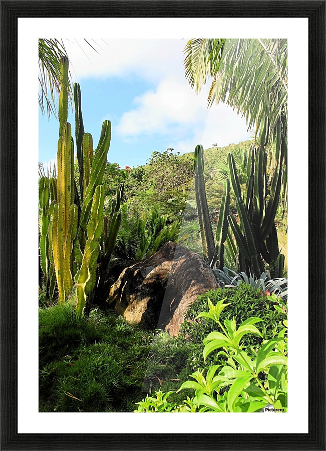 Nevis cactus Picture Frame print