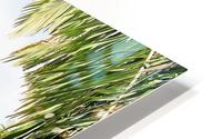 Nevis cactus HD Metal print