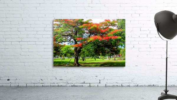 St Kitts Independence Square Wall Preview