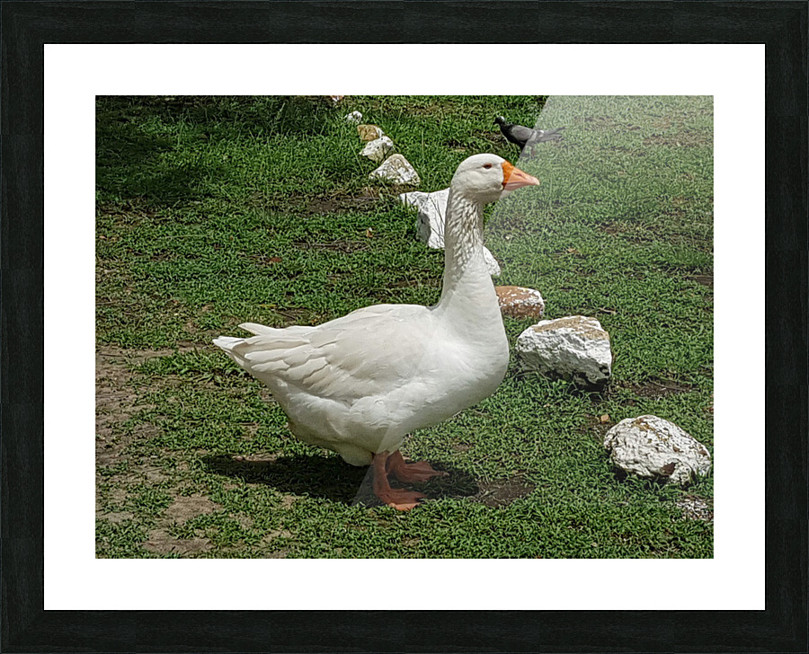 Beautiful white duck Picture Frame print