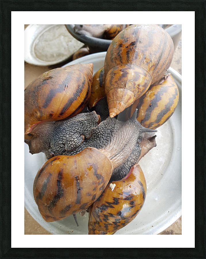Forest snails Ghana Picture Frame print