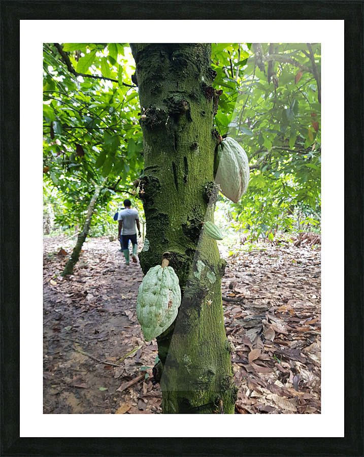 Cocoa Tree Ghana Picture Frame print
