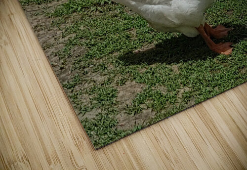 Beautiful white duck Oliver Chinedu Ujah puzzle