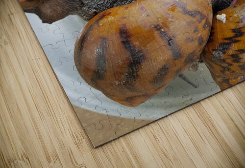 Forest snails Ghana Oliver Chinedu Ujah puzzle
