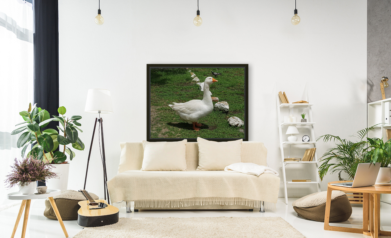 Beautiful white duck Reproduction
