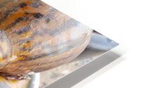 Forest snails Ghana HD Metal print
