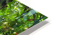 Cocoa Tree Ghana HD Metal print