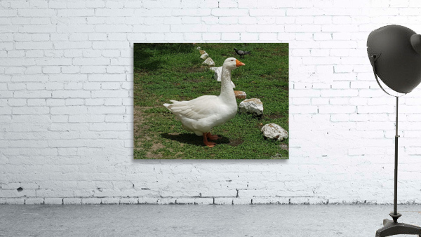 Beautiful white duck Wall Preview