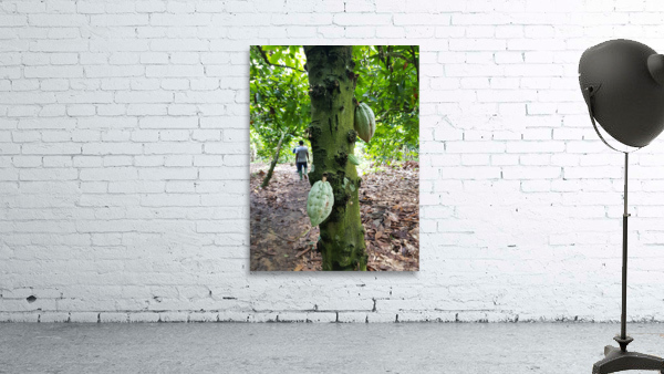 Cocoa Tree Ghana Wall Preview