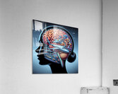 Braineeez 664 Acrylic Print