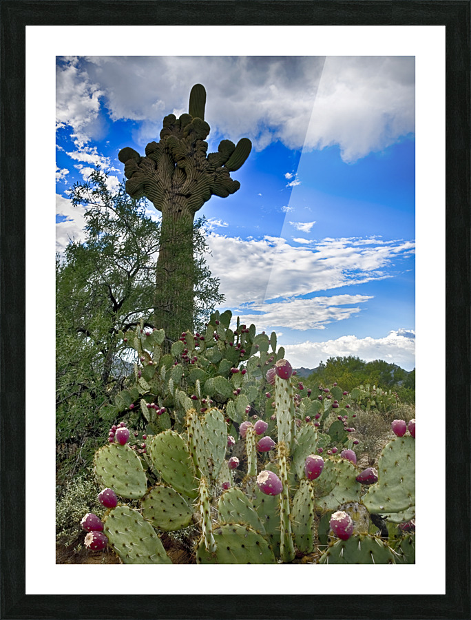 Fine Art print