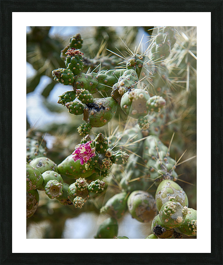 Cholla Blossom Picture Frame print