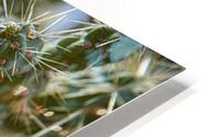 Cholla Blossom HD Metal print