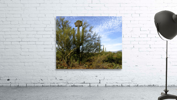 Crested Saguaro Wall Preview