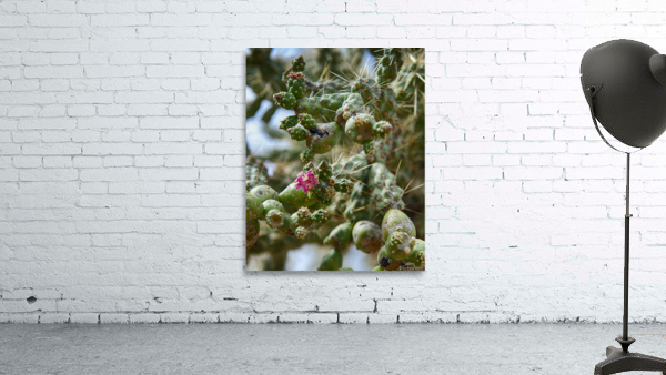 Cholla Blossom Wall Preview