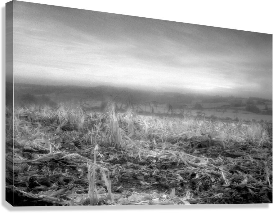 Cornfield Dream Infrared