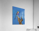A Birds eye view Acrylic Print