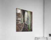 The Curious Acrylic Print