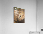 Attitude Acrylic Print
