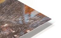 Tasty Morsel HD Metal print