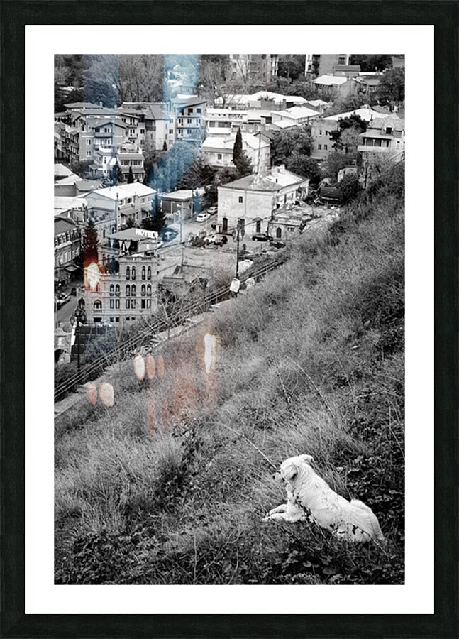 Dog Contemplating Picture Frame print