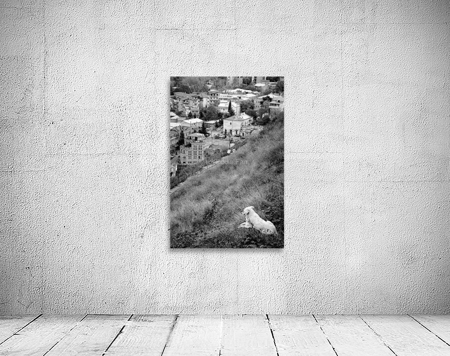 Dog Contemplating Wall Preview