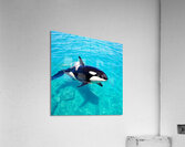 Ocean Predator Acrylic Print