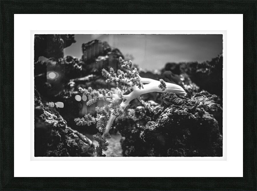 Underwater Picture Frame print