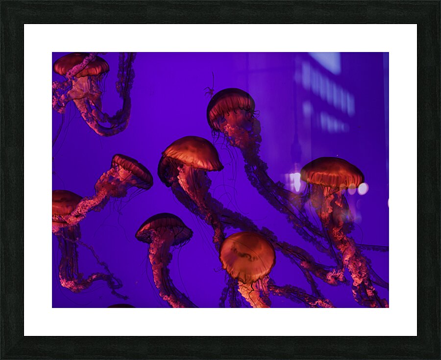 Jelly Fish Picture Frame print