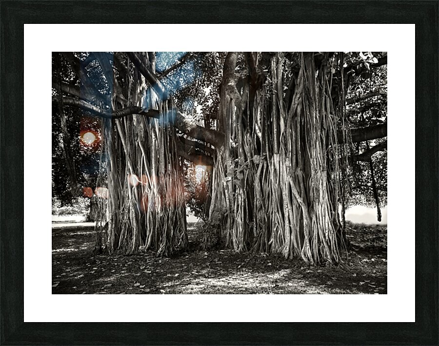 Banyan Tree Picture Frame print