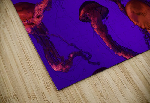 Jelly Fish Leighton Ramos puzzle