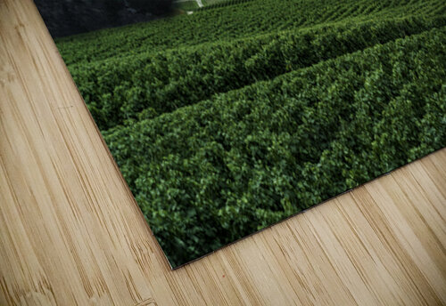 Vineyard Leighton Ramos puzzle
