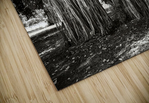 Banyan Tree Leighton Ramos puzzle