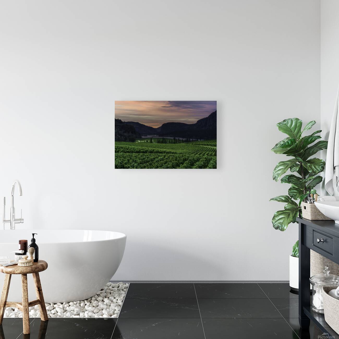 Vineyard Reproduction
