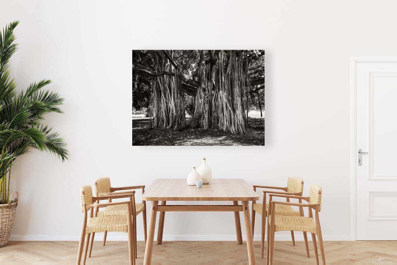 Banyan Tree Reproduction
