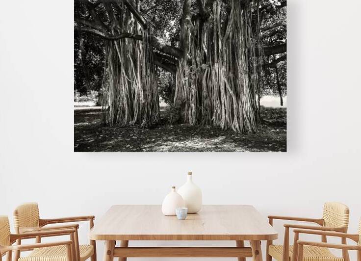Banyan Tree by Leighton Ramos