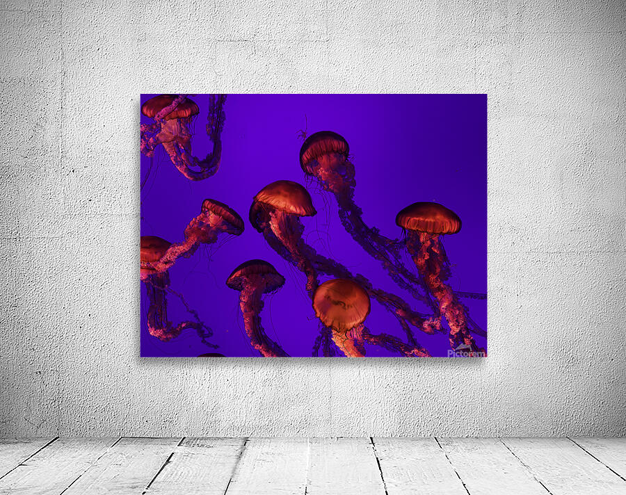 Jelly Fish Wall Preview