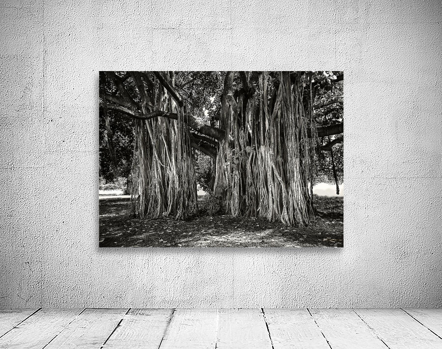 Banyan Tree Wall Preview