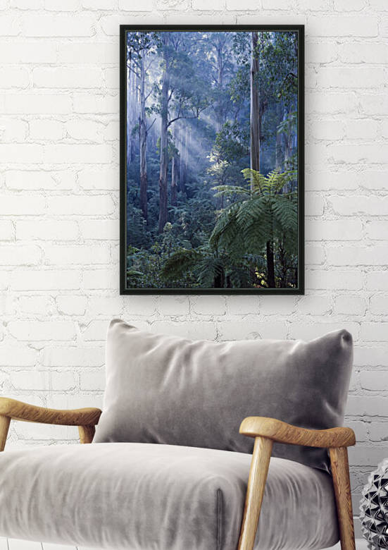 Tree ferns basking in evening light by Steven Sandner
