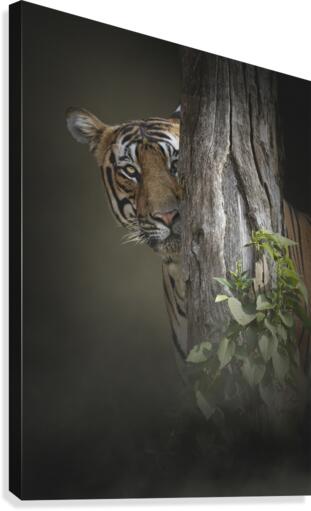 Hide and seek Canvas Print