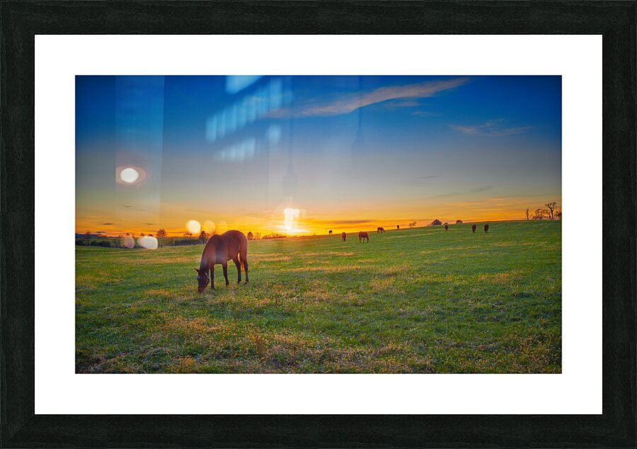 Thoroughbred Horses grazing Picture Frame print