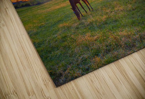 Thoroughbred Horses grazing Patrick Jennings puzzle